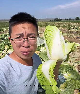 河北菜農展示涉事白菜。