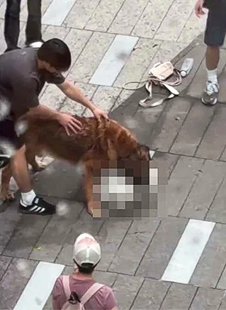 香港連發狗襲命案